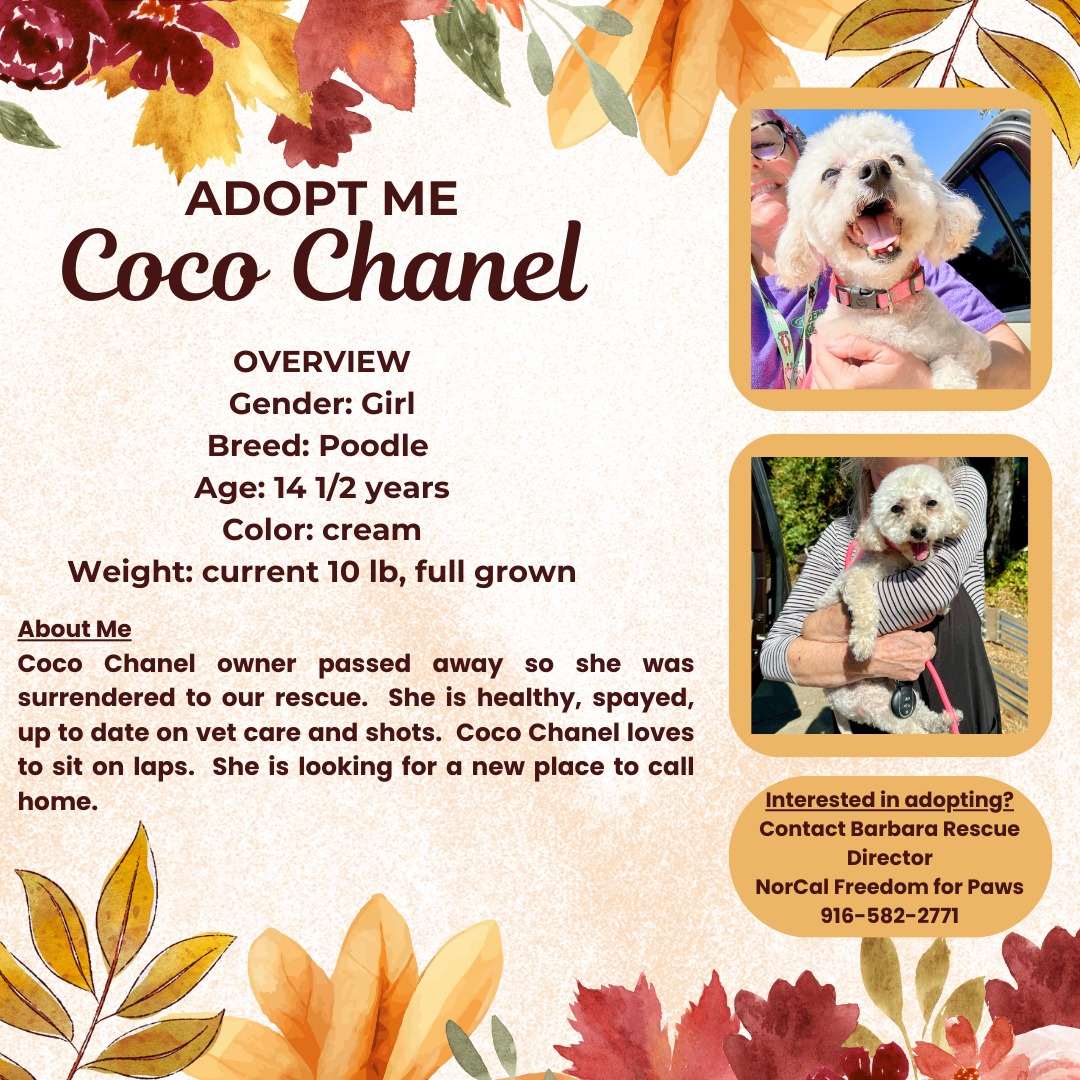 adoptable Dog in Rancho Cordova, CA named Coco Chanel