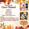 adoptable Dog in  named Coco Chanel