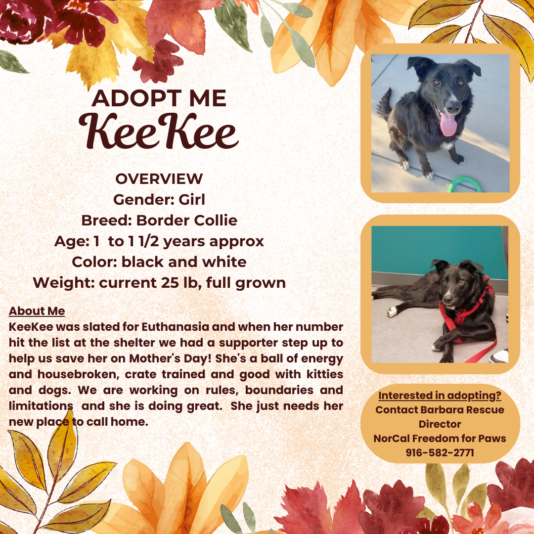 adoptable Dog in Rancho Cordova, CA named KeeKee