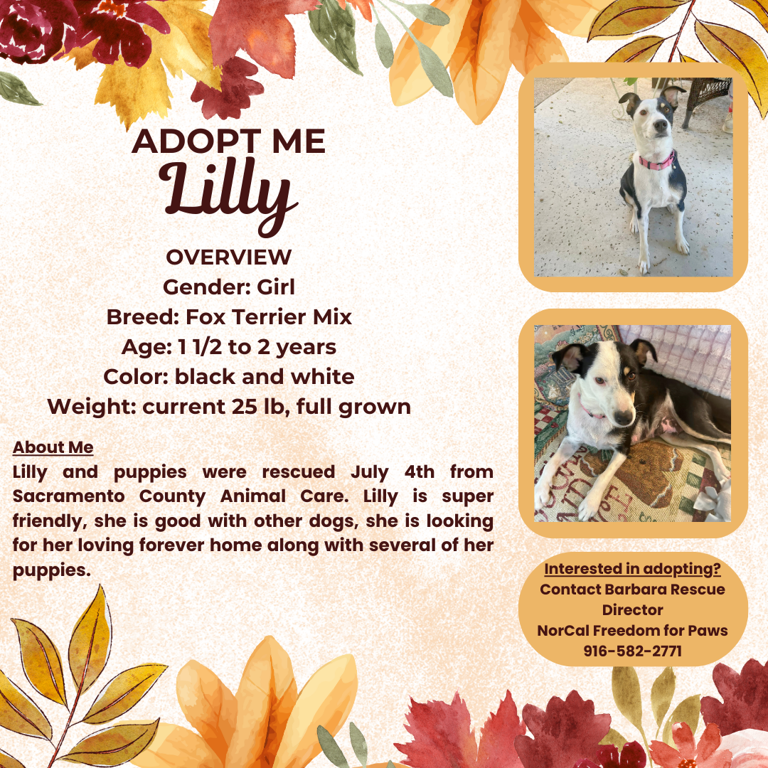 adoptable Dog in Rancho Cordova, CA named Lilly