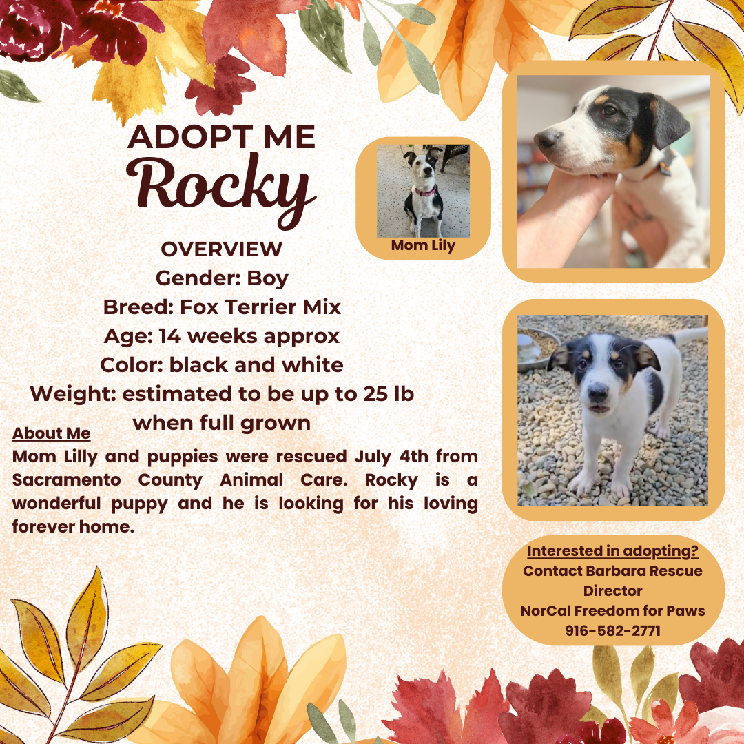 adoptable Dog in Rancho Cordova, CA named Rocky