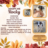 adoptable Dog in rancho cordova, CA named Rocky