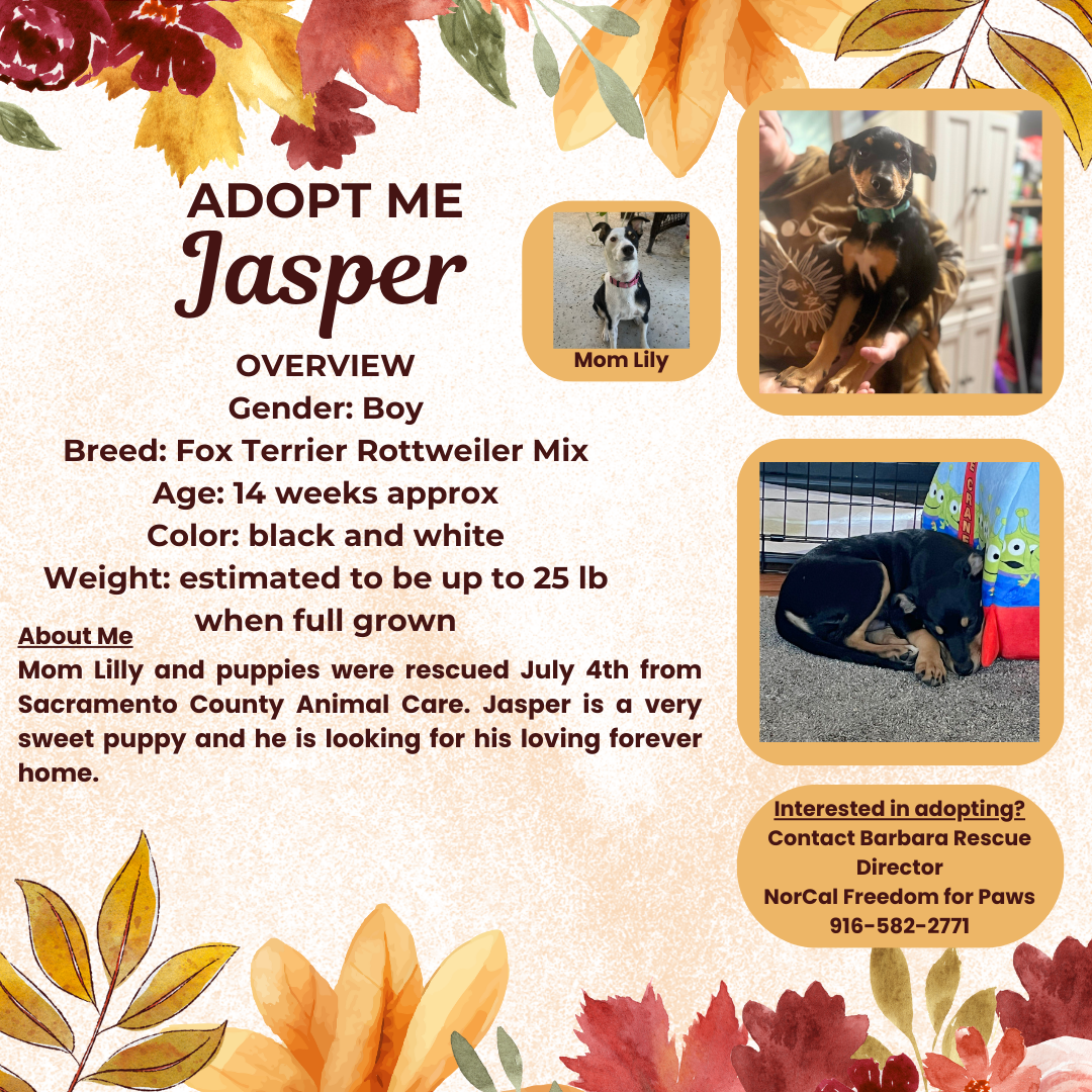 adoptable Dog in Rancho Cordova, CA named Jasper