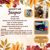 adoptable Dog in rancho cordova, CA named Jasper