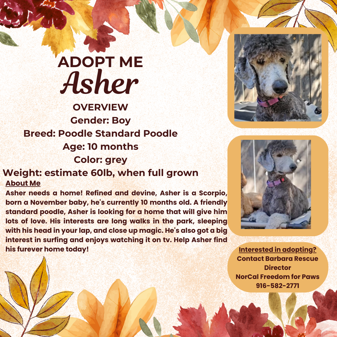 adoptable Dog in Rancho Cordova, CA named Asher