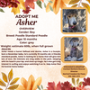 adoptable Dog in  named Asher