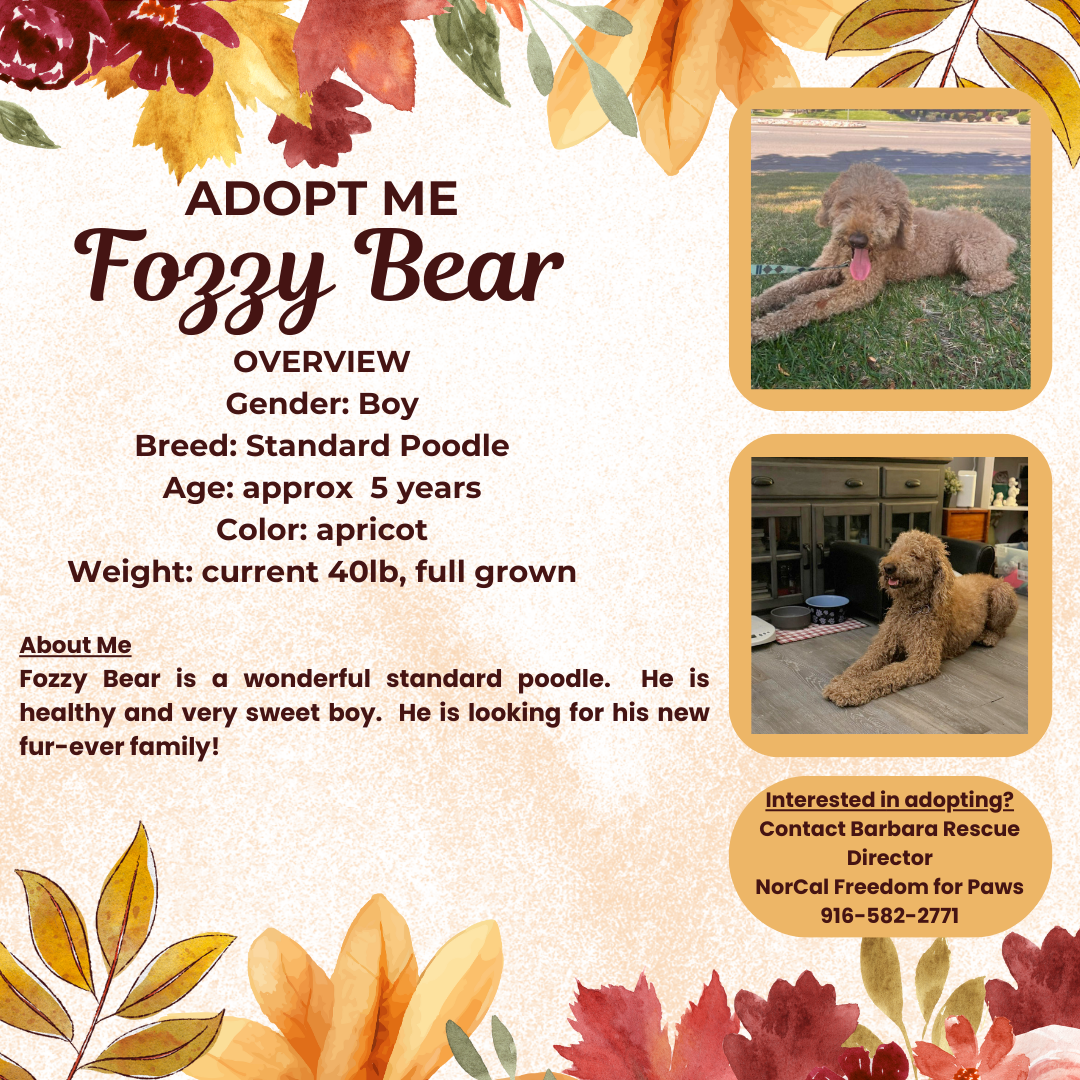 adoptable Dog in Rancho Cordova, CA named Fozzy Bear