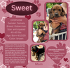 adoptable Dog in  named Sweet