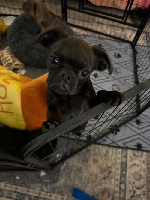 Photo of Pixie