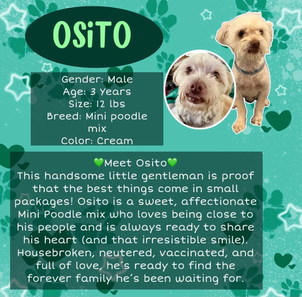 Osito