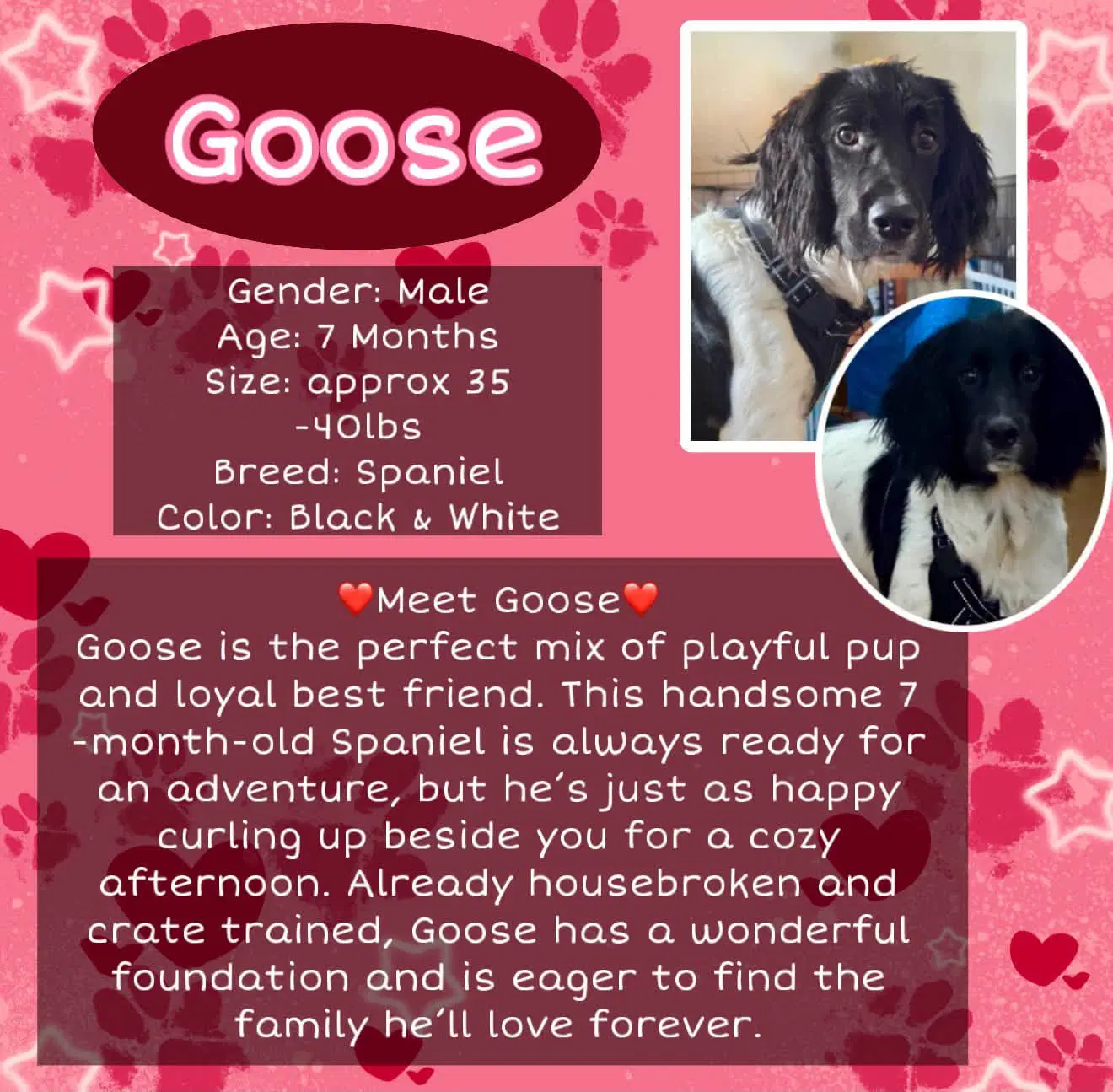 Goose - Spaniel