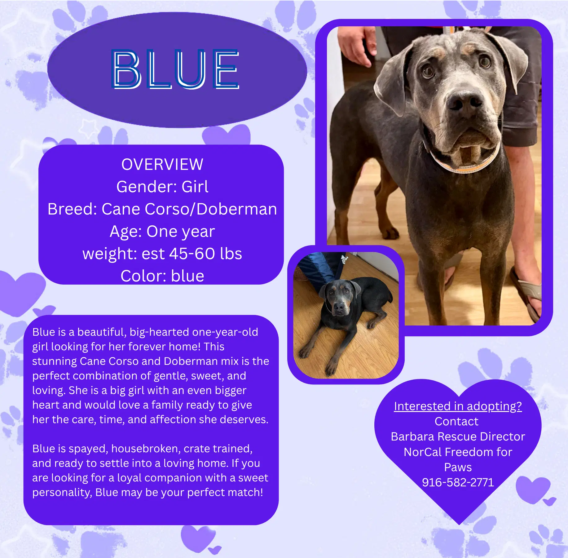 Blue - Cane Corso