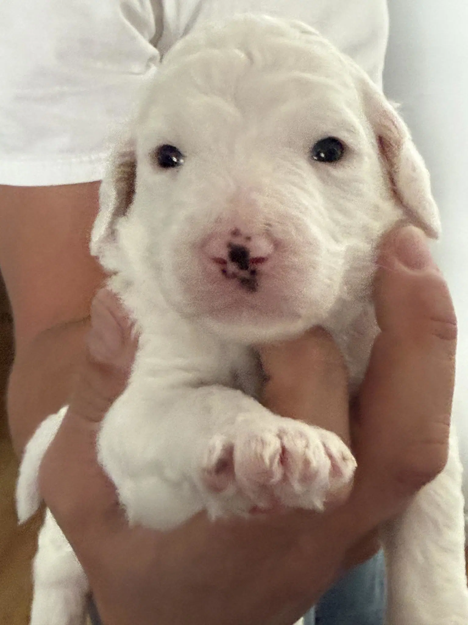 Poodle Pup image 2