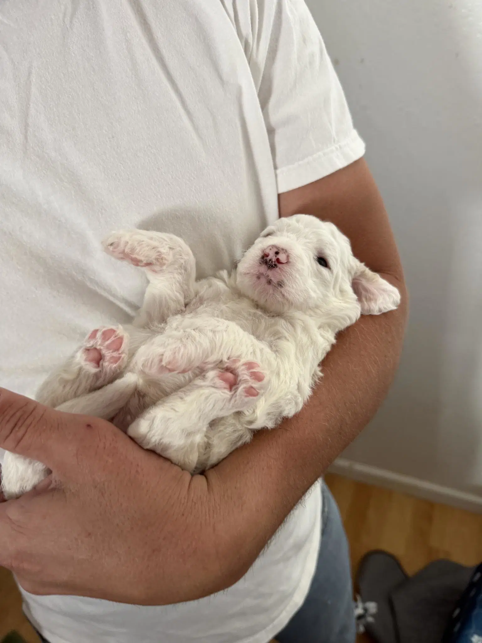 Poodle Pup image 3