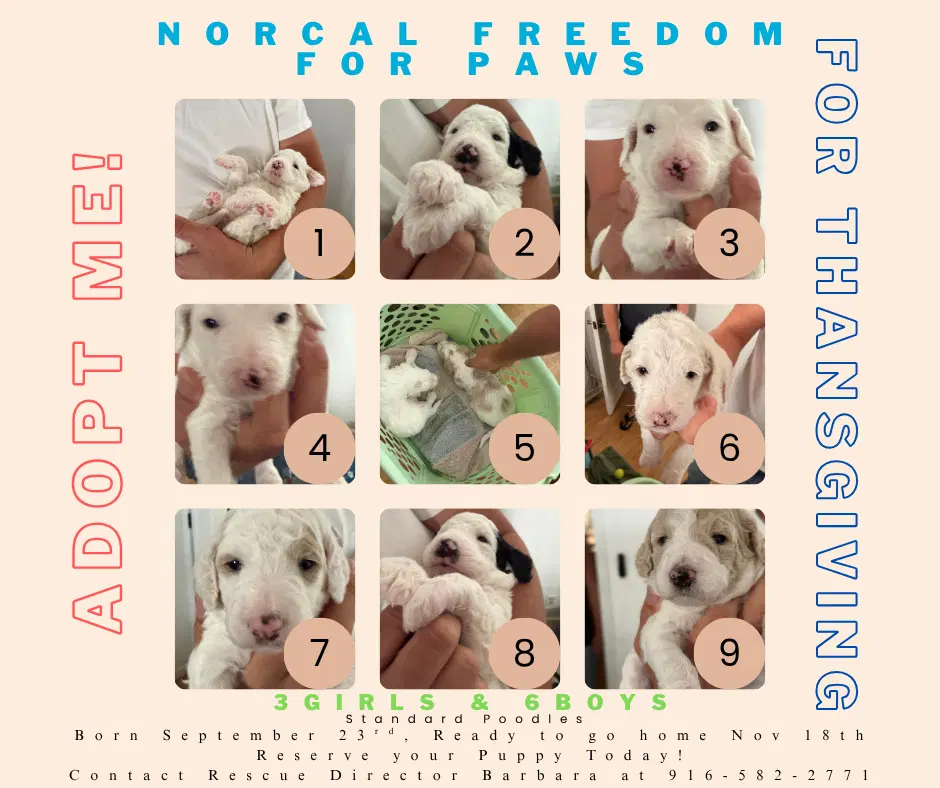 Poodle Pup - Poodle (Standard)