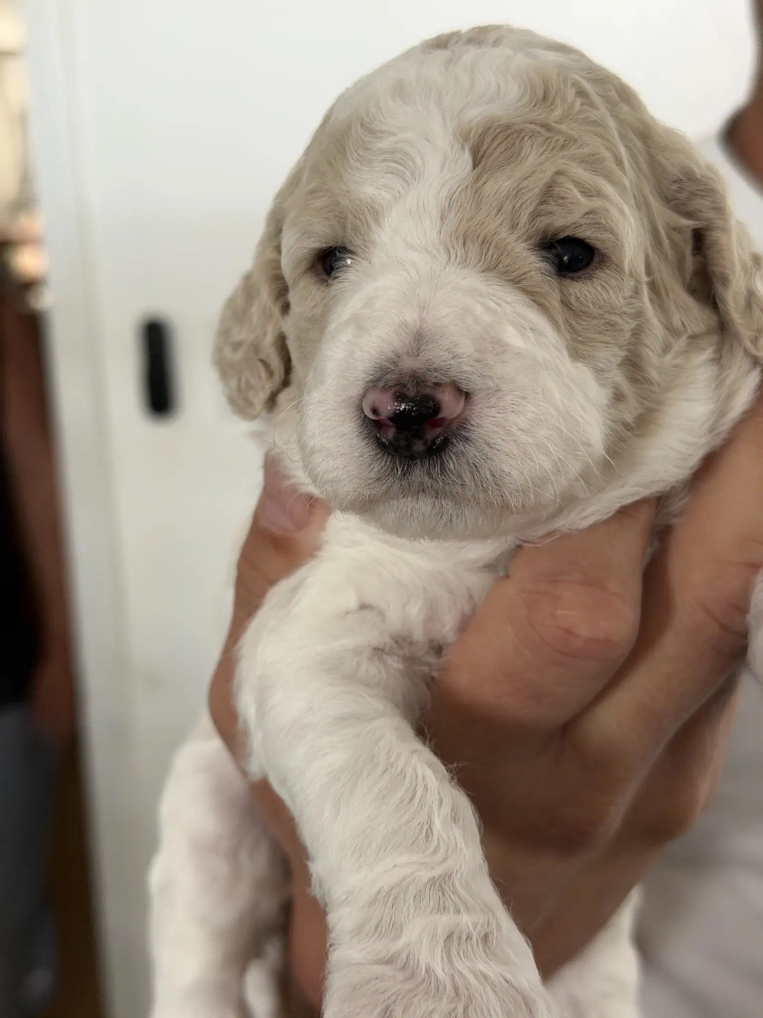 Poodle Pup image 2