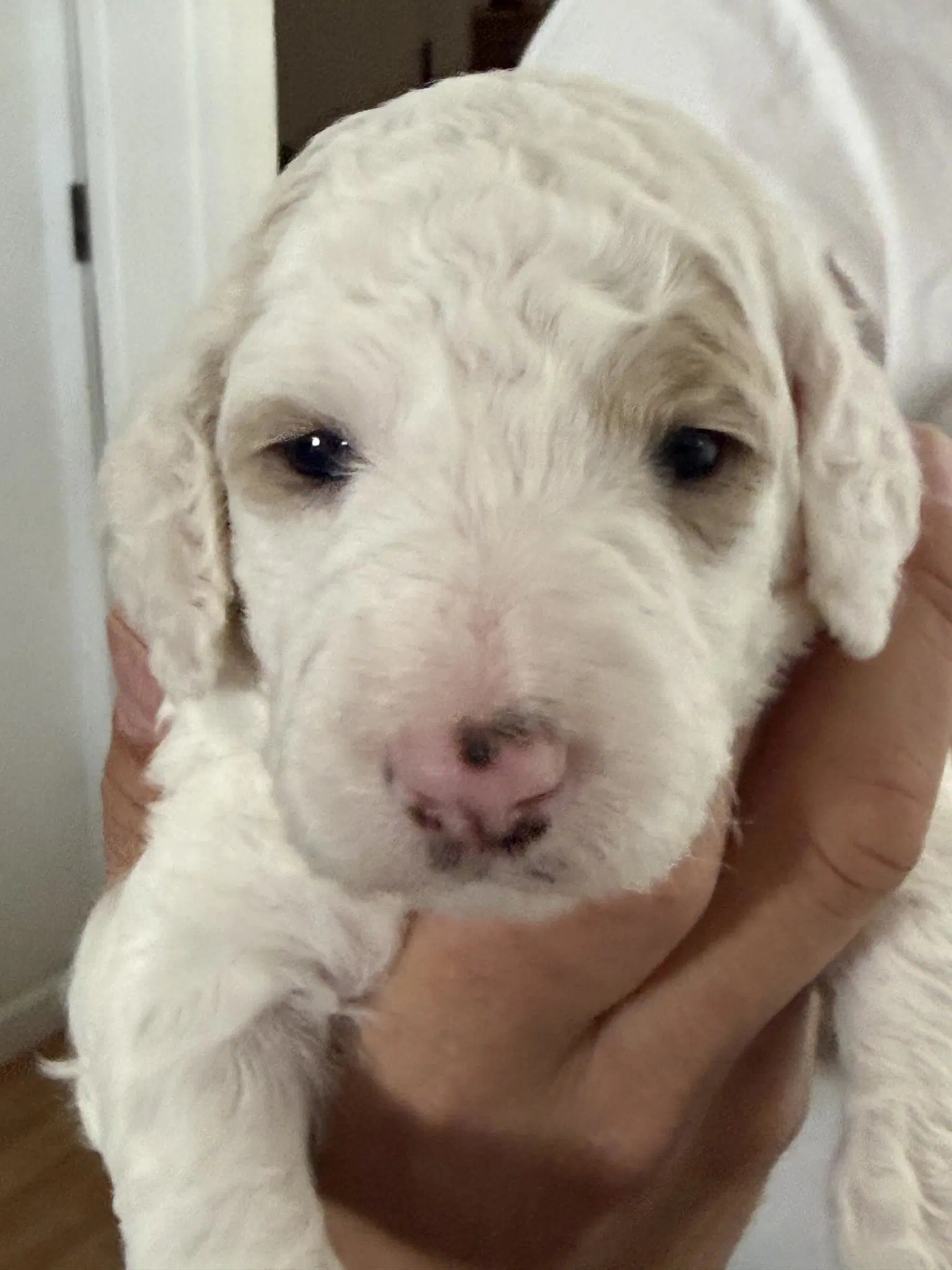 Poodle Pup image 3