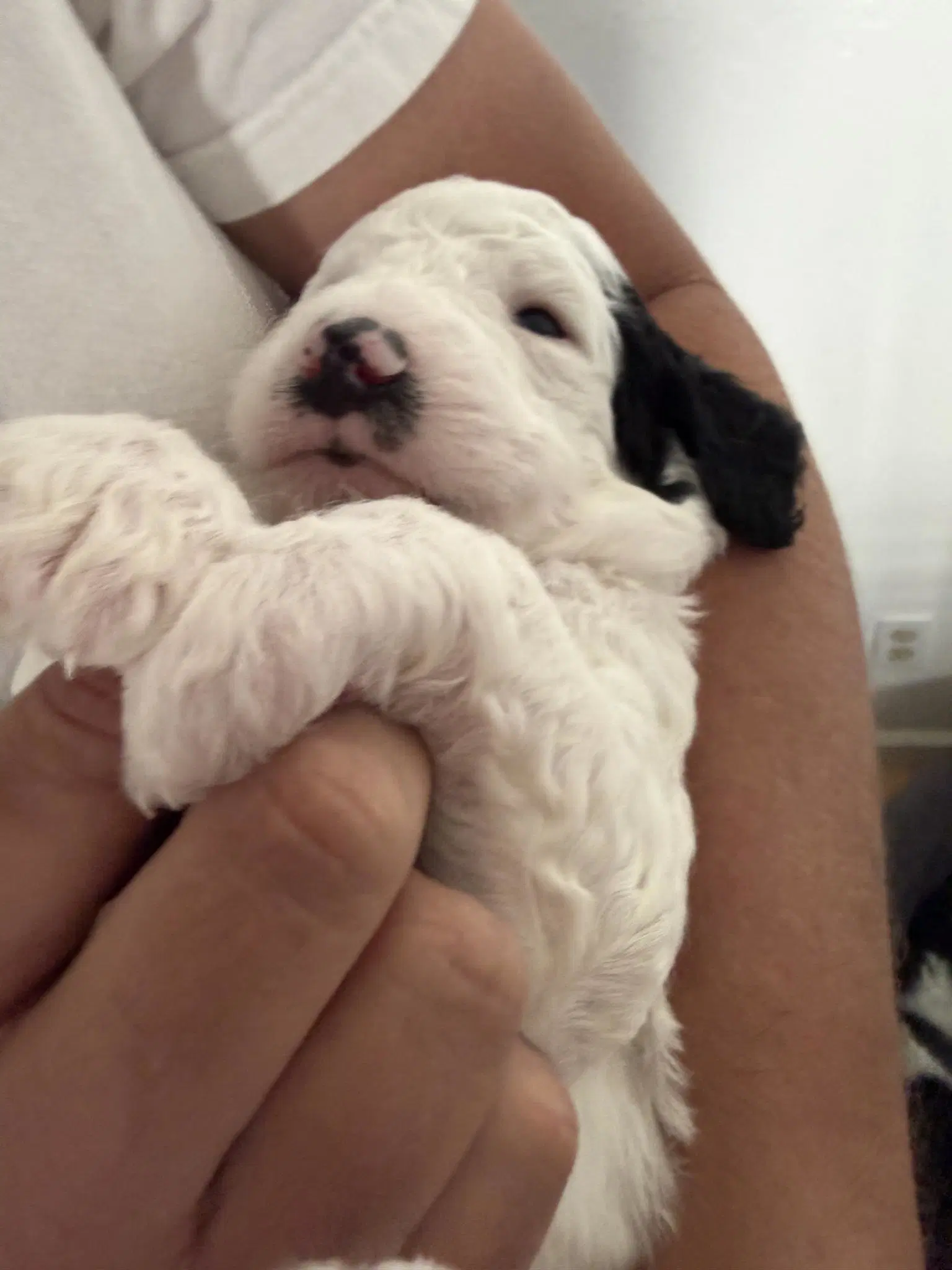 Poodle Pup image 4