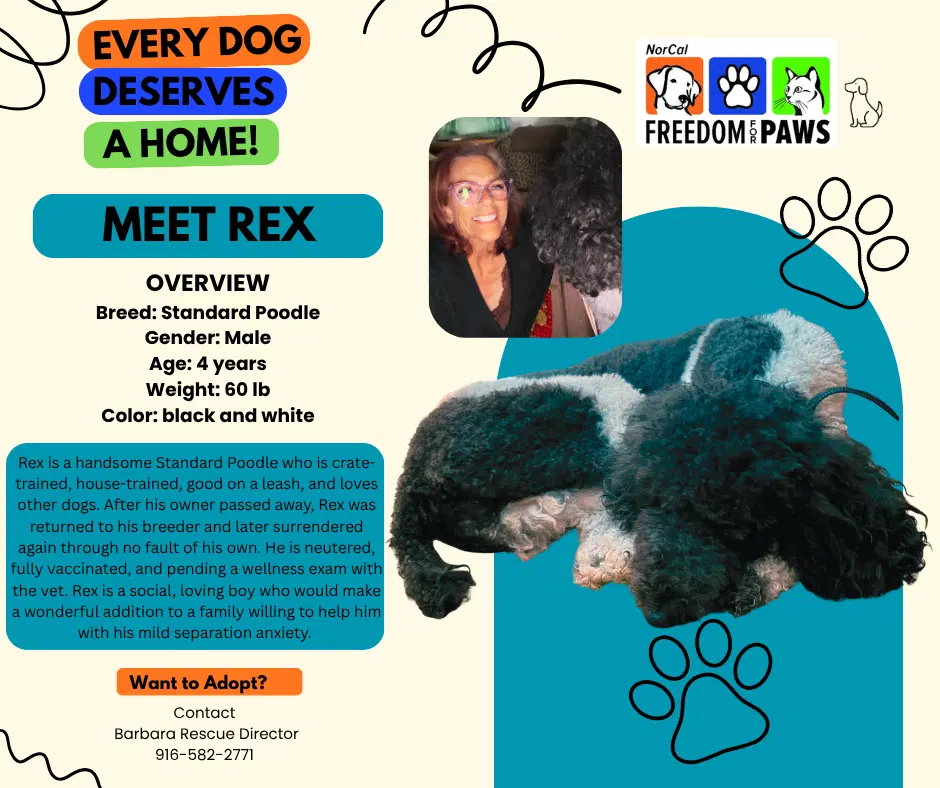 Rex - Poodle (Standard)