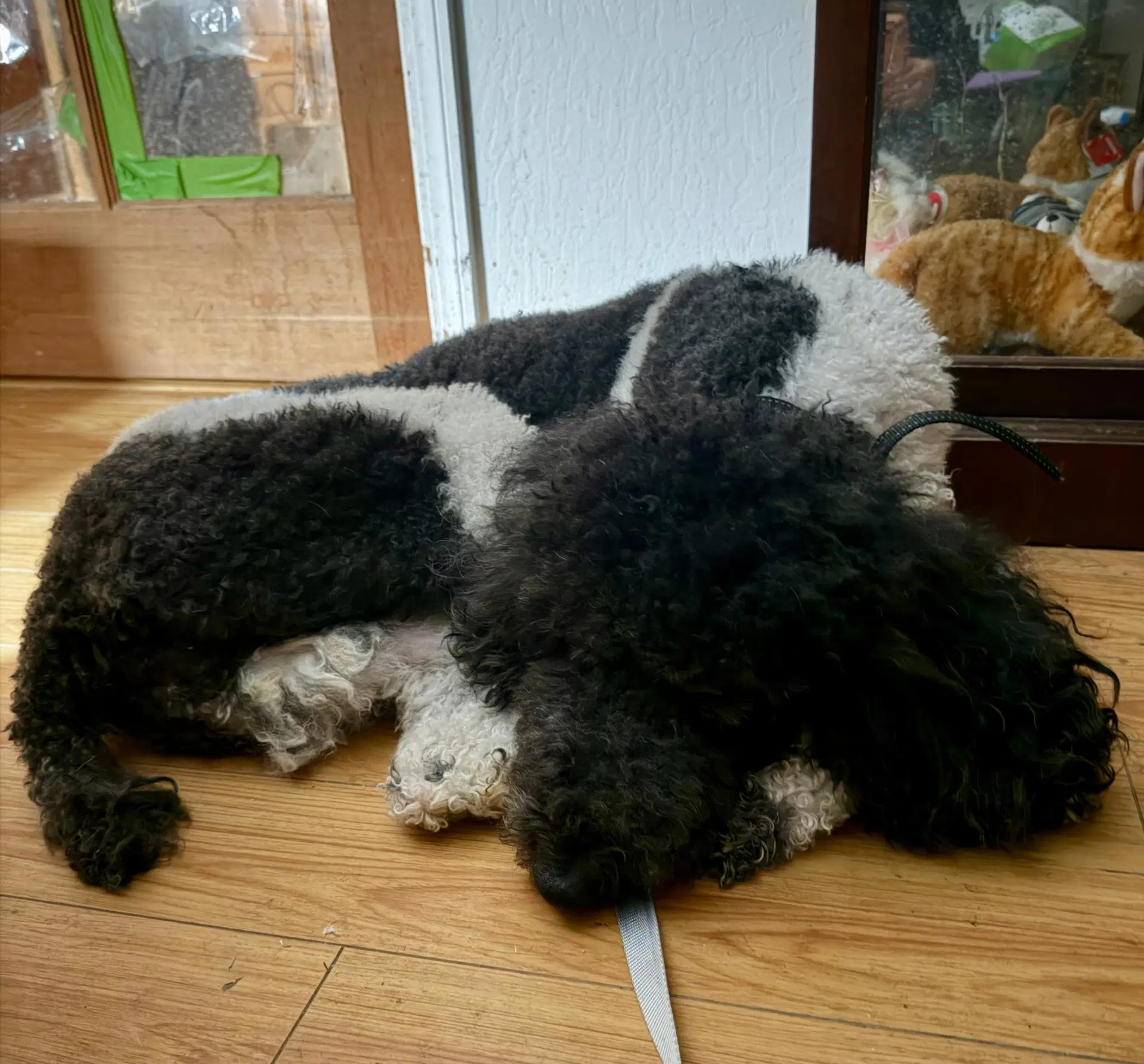 Rex image 2