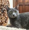 adoptable Cat in , OK named Zetta