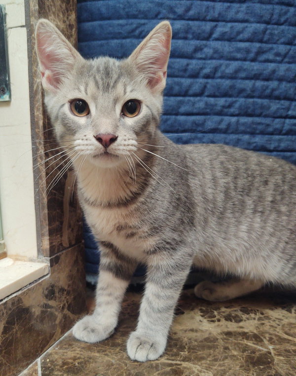 Pip
