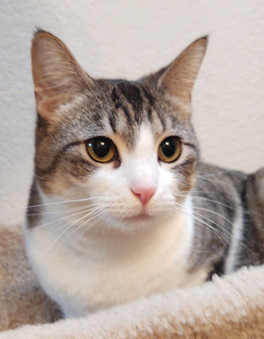 adoptable Cat in OKC, OK named Hazel