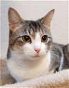 adoptable Cat in okc, OK named Hazel