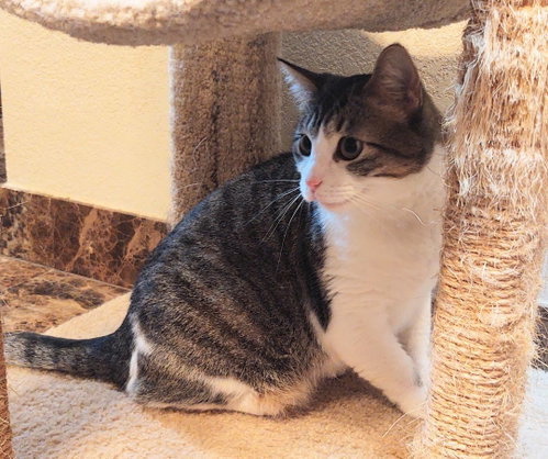 Photo 2 of Hazel