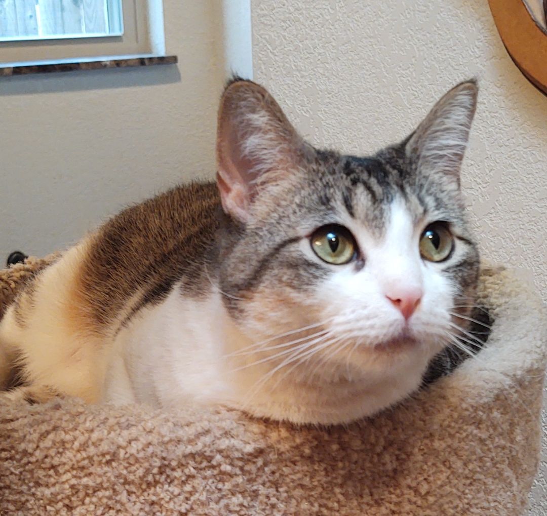 Hazel, photo 3