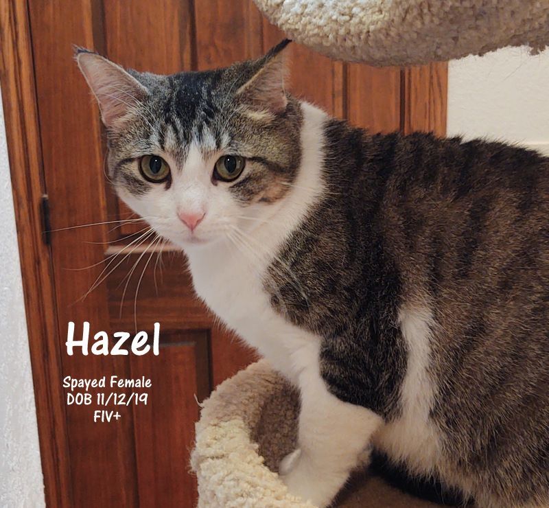 Hazel, photo 5