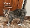 adoptable Cat in , OK named Wayne