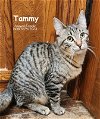 adoptable Cat in okc, OK named Tammy