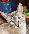 adoptable Cat in , OK named Joy