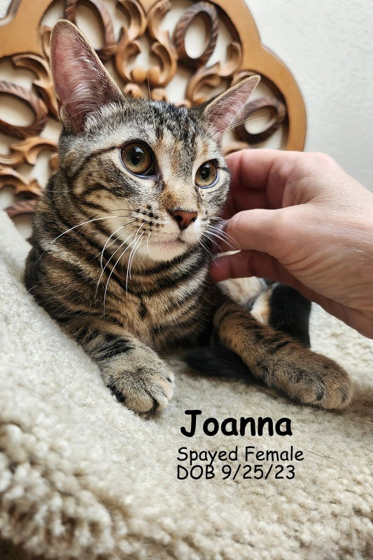 adoptable Cat in OKC, OK named Joanna