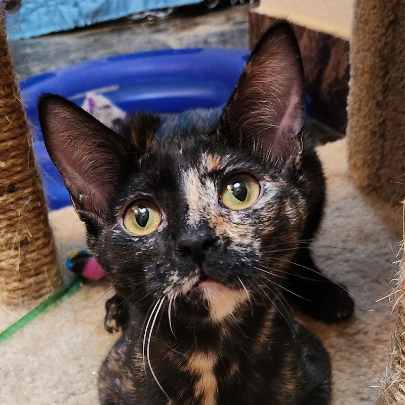 adoptable Cat in OKC, OK named Junebug