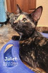 adoptable Cat in , OK named Juliet