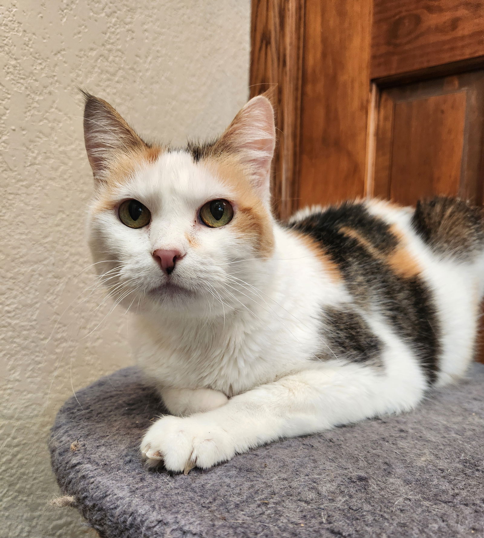 adoptable Cat in OKC, OK named Patches