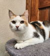 adoptable Cat in , OK named Patches