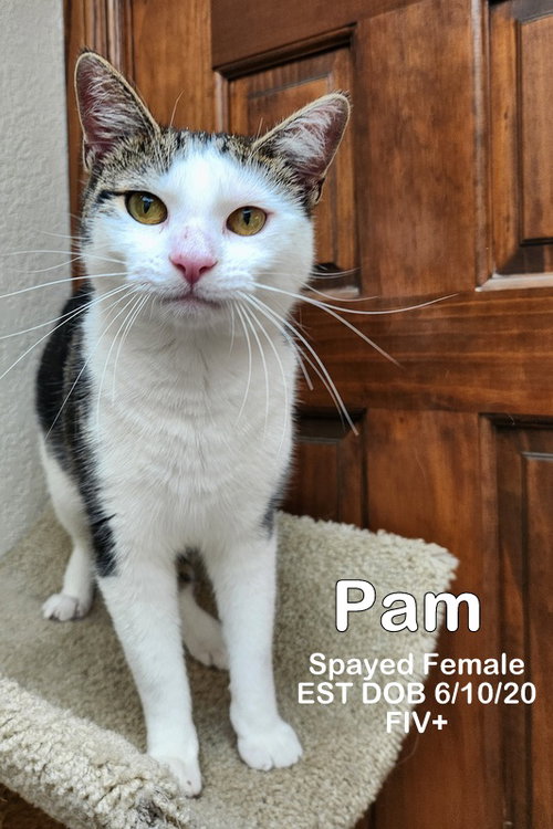 Photo 3 of Pam