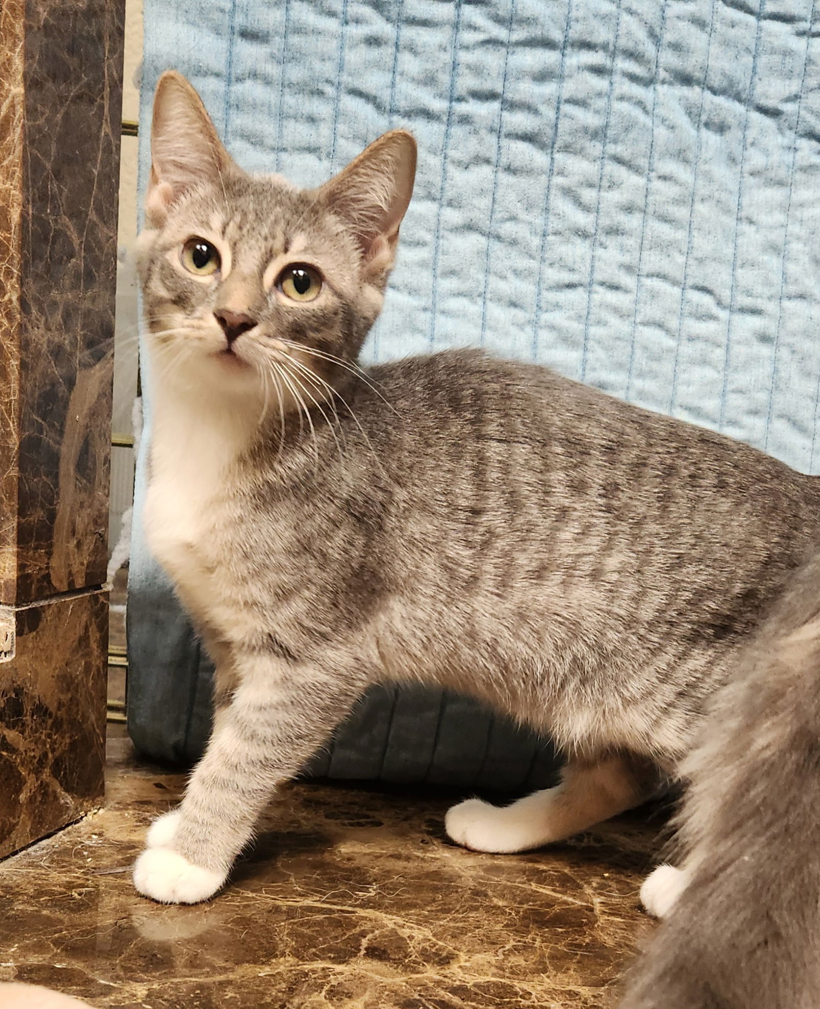 adoptable Cat in OKC, OK named Becky