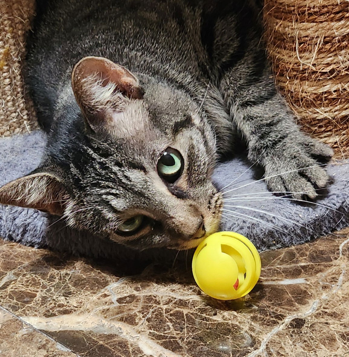 adoptable Cat in OKC, OK named Trapper