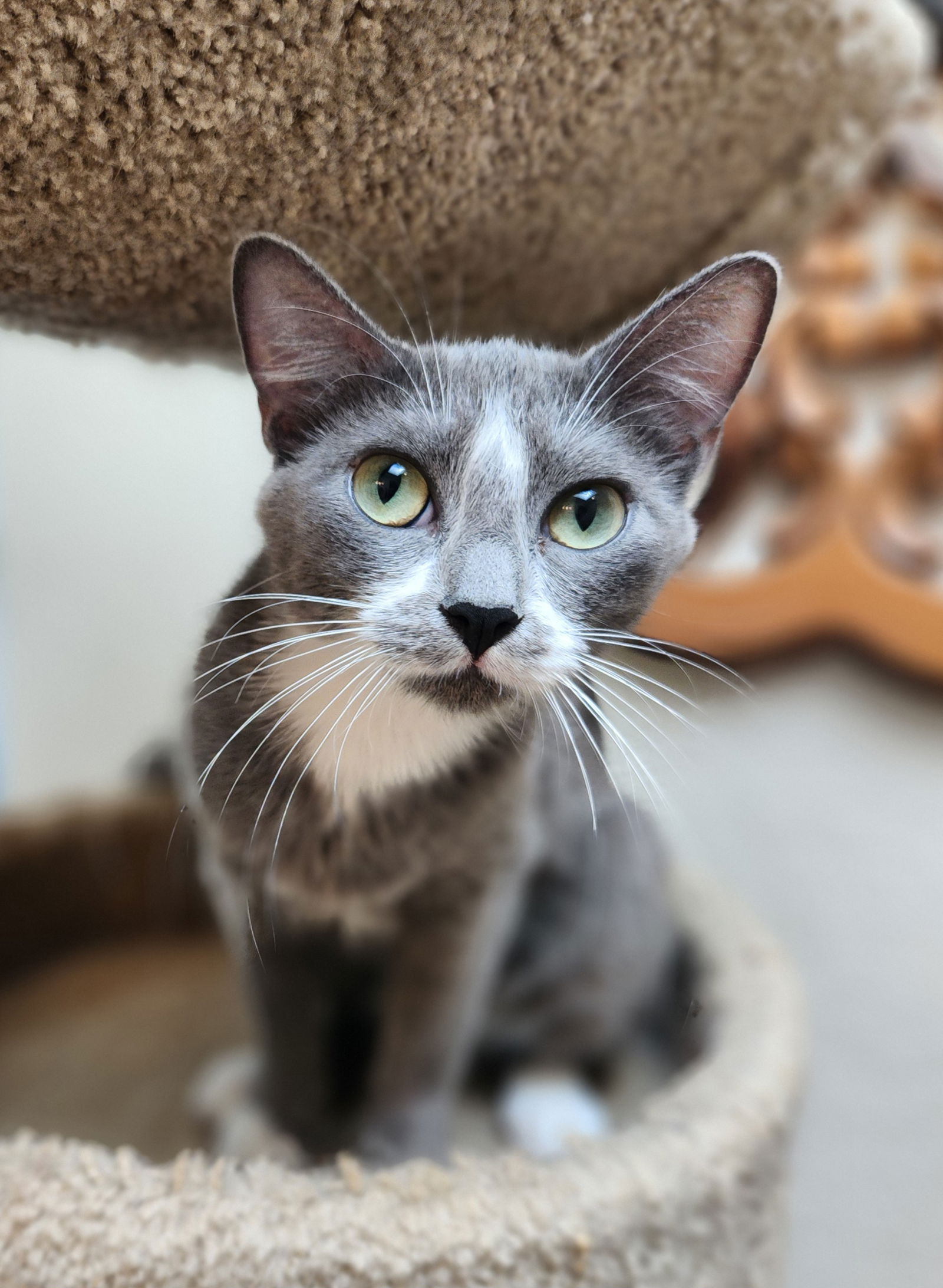 adoptable Cat in OKC, OK named Bethany