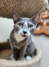 adoptable Cat in , OK named Bethany