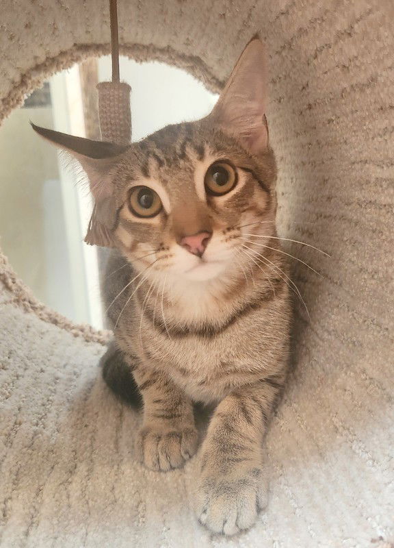 adoptable Cat in OKC, OK named Marco