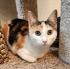 adoptable Cat in  named Salsa