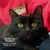 adoptable Cat in  named Buttercup