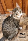 adoptable Cat in OKC, OK named Moe