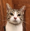 adoptable Cat in OKC, OK named Shemp