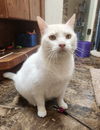 adoptable Cat in OKC, OK named Duchess